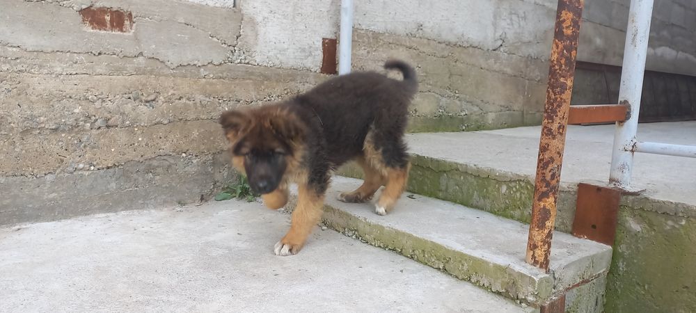 Продам щенка овчарки.девочка