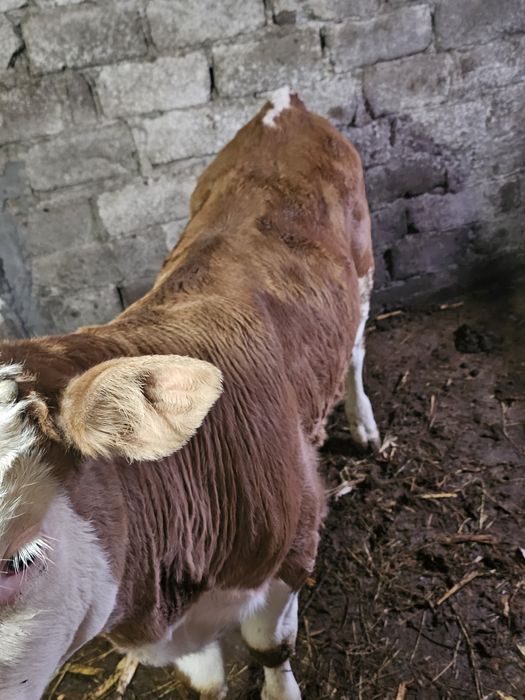 Vand vitel de 2 luni jumate