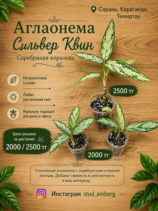 Аглаонема разная  1