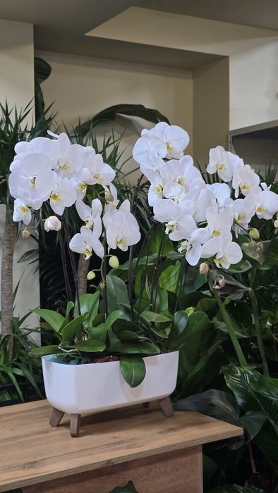 Орхидея. Орхидея Фаленопсис в белом кашпо.