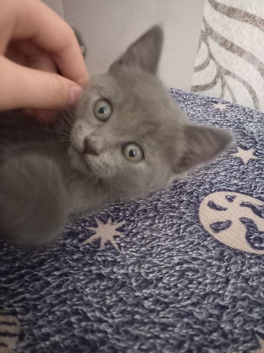 Отдам котёнка мальчика