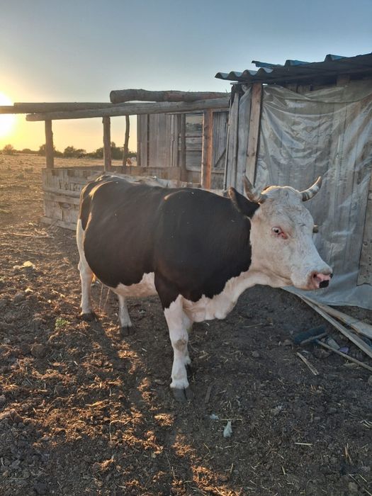 Vaca de vazare !!!