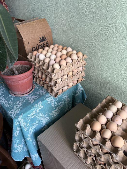 Товукла сотилади, qora tovuq