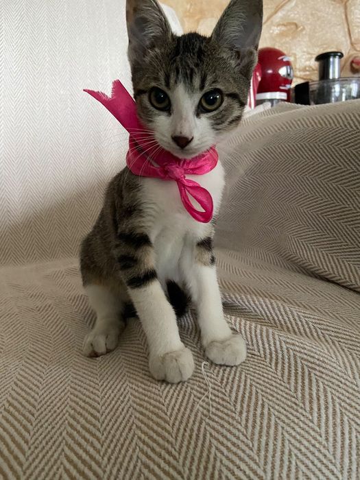 Pisic spre adopție