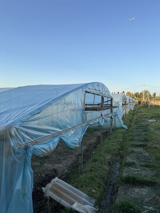 Yangiyol tumanida 65 sotix tayyor ferma va teplitsa sotiladi