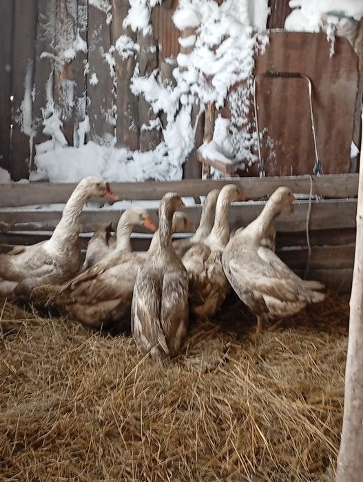 Продам гусей на развод или мясо