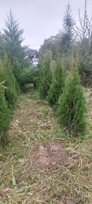 Tuya smarald,diferite înălțimi