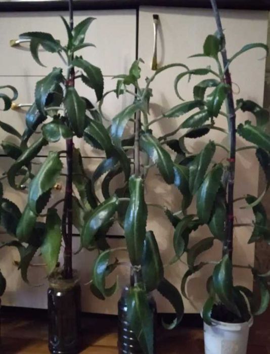 Каланхоэ лечебный