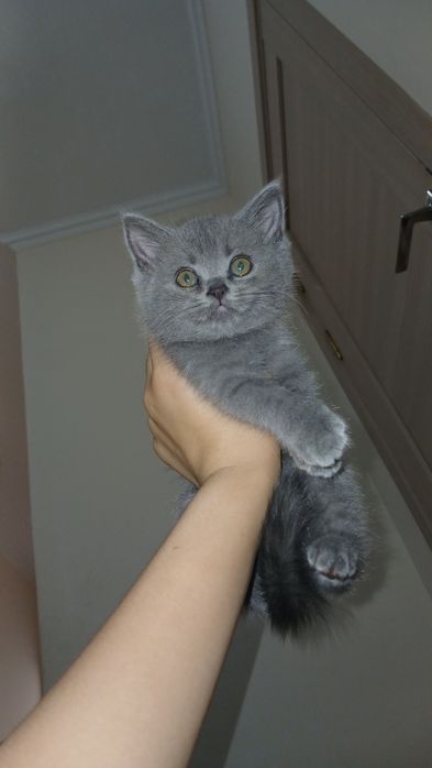 Mushukcha 2oylik