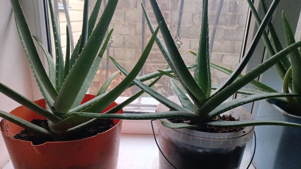 Алоэ вера Лечебное многолетнее