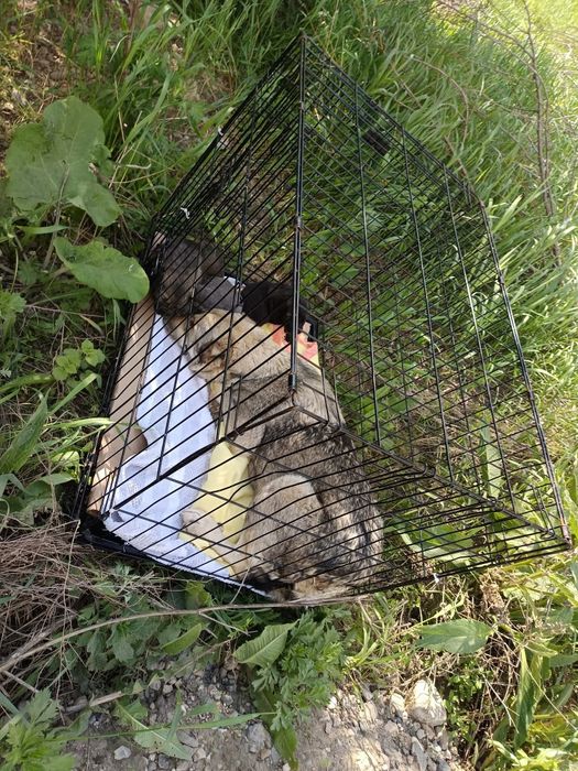 Adopție cățelușa adultă traumatizată