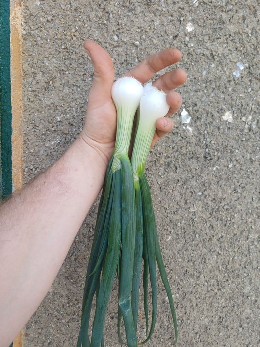 Vând ceapa verde la legătură