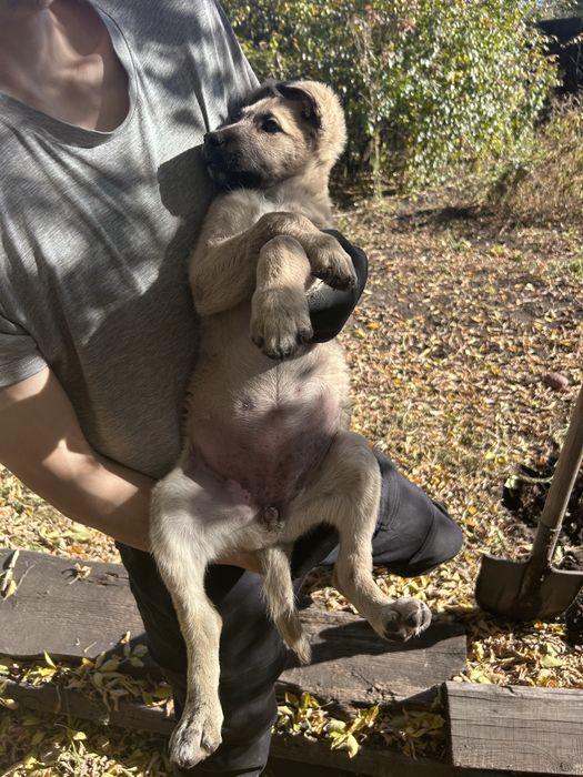 Бесплатно отдаю щенка
