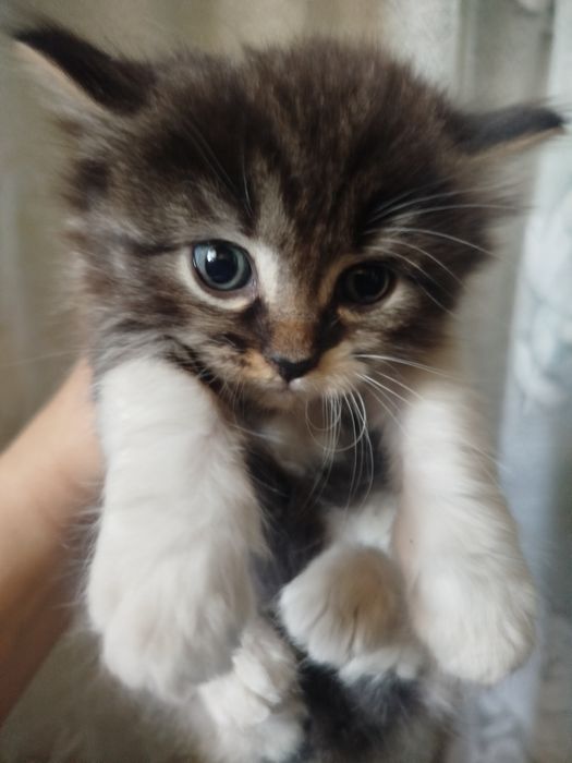 Продаю котят японских.