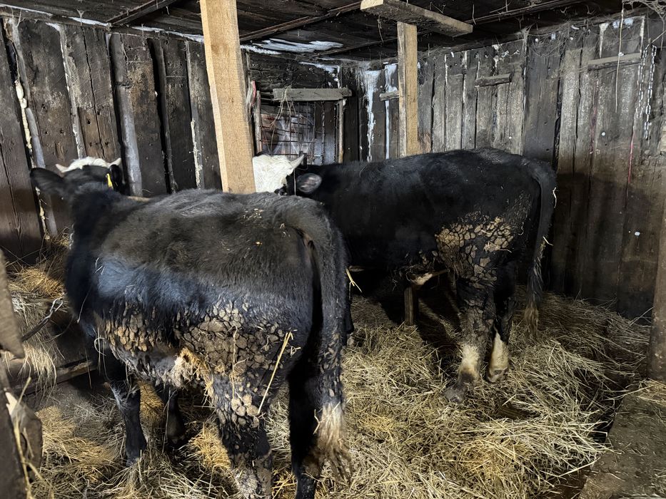 Бычки крс 3 головы