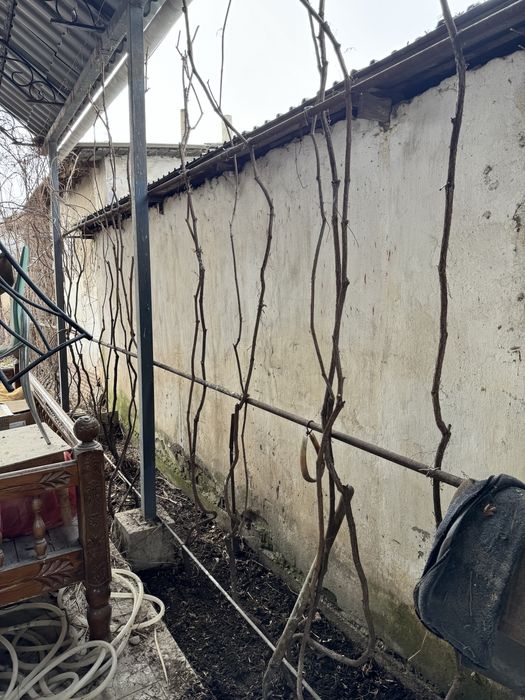 Взрослые девичий виноград