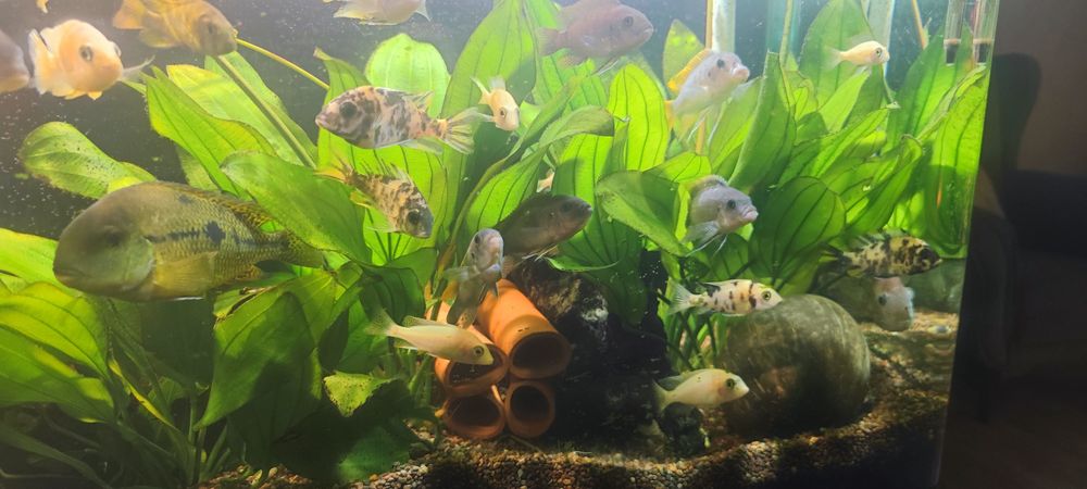 Эхинодорусы детки и взрослые