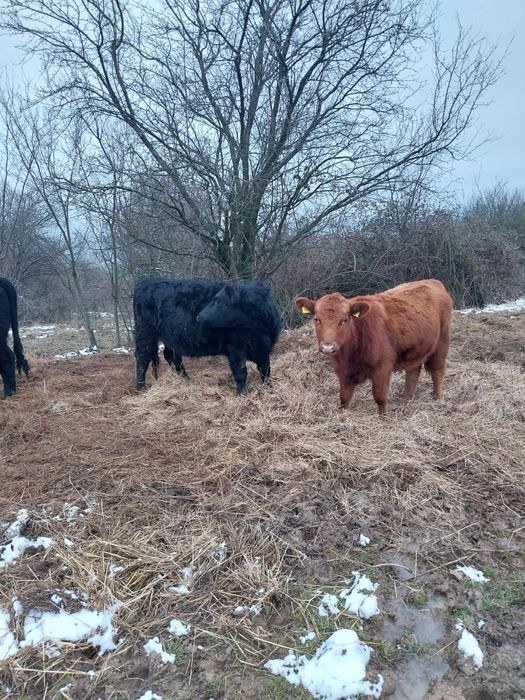 Vitele și junici angus