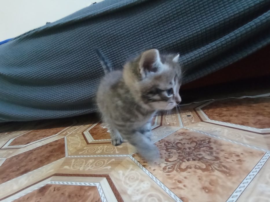 Екі марғау бірге сатылады