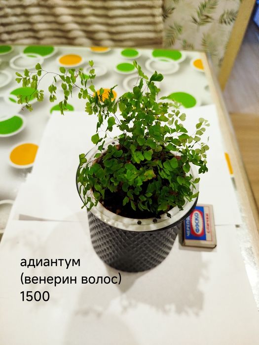 Папоротник комнатный