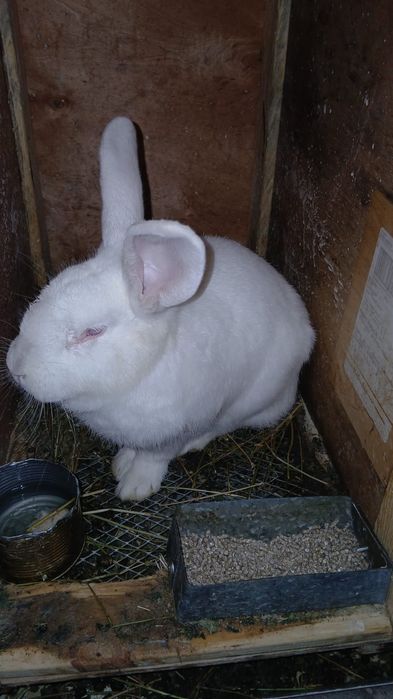 На продаже 4самца