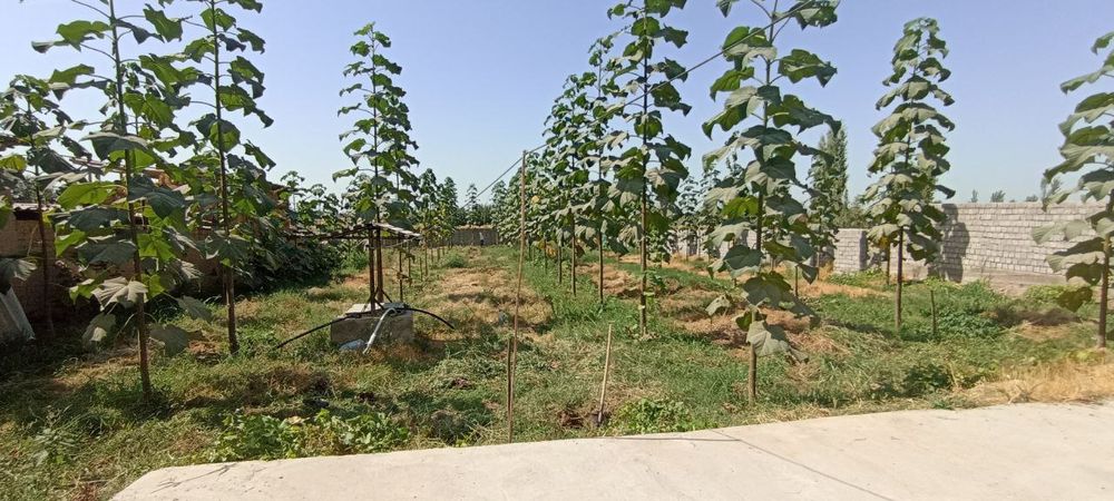 Ховли сотаман, Тойтепани ёнида,Тошкент в. арзон,келишамиз