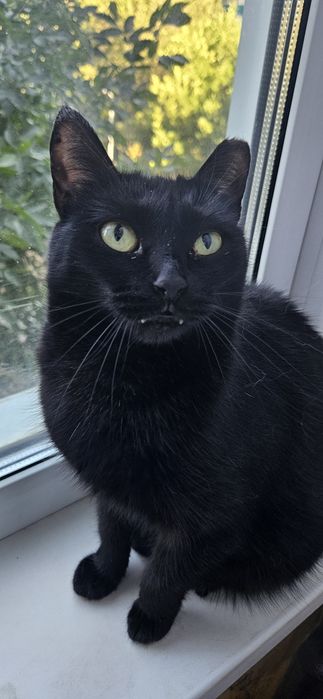 Ищет дом стерилизованная кошечка