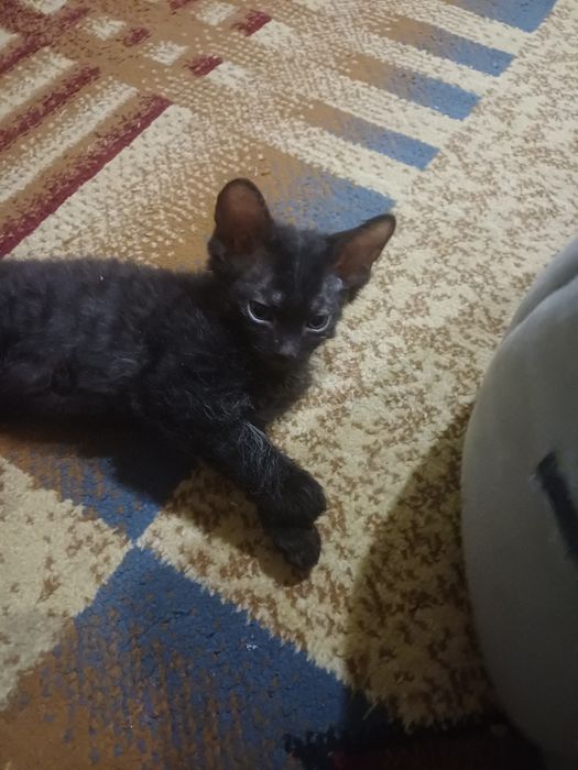 Катята  канадский  сфинкс  браш