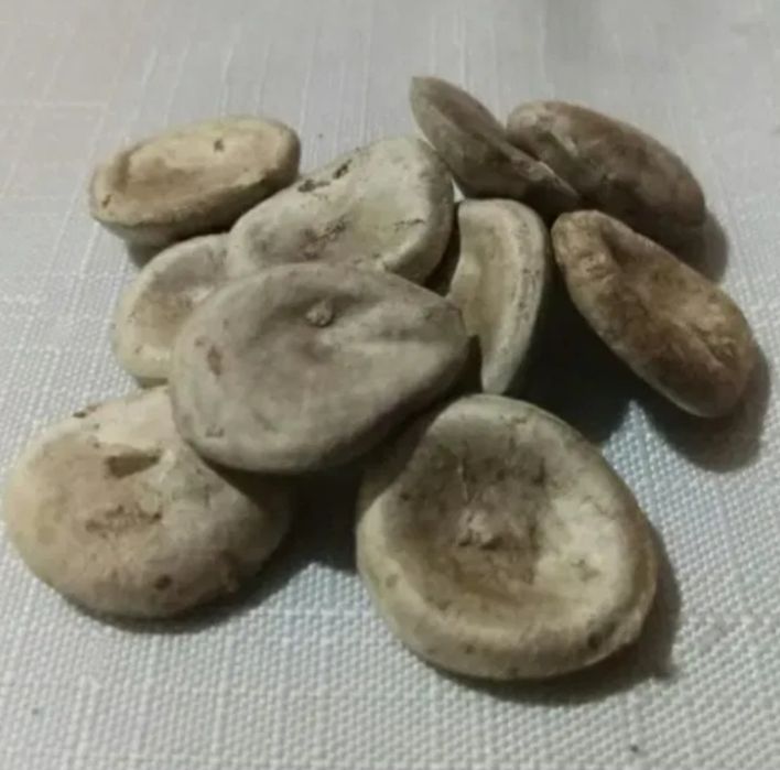 Күшәлә. Емдік. Кучала. Лечебный.