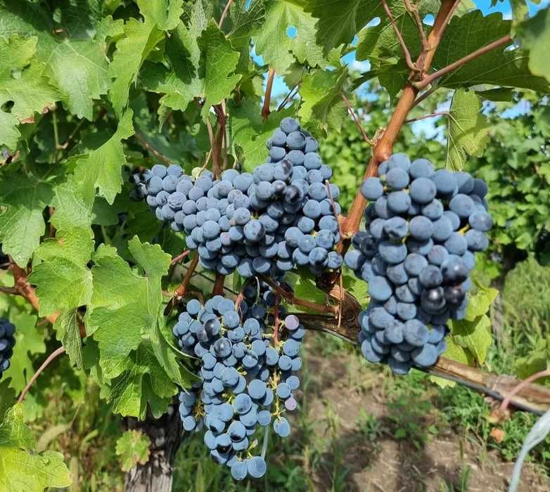 Vand Struguri de VIn