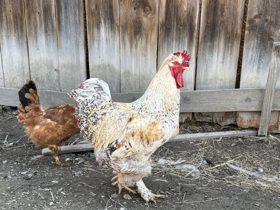 Vand Cocoș de casă