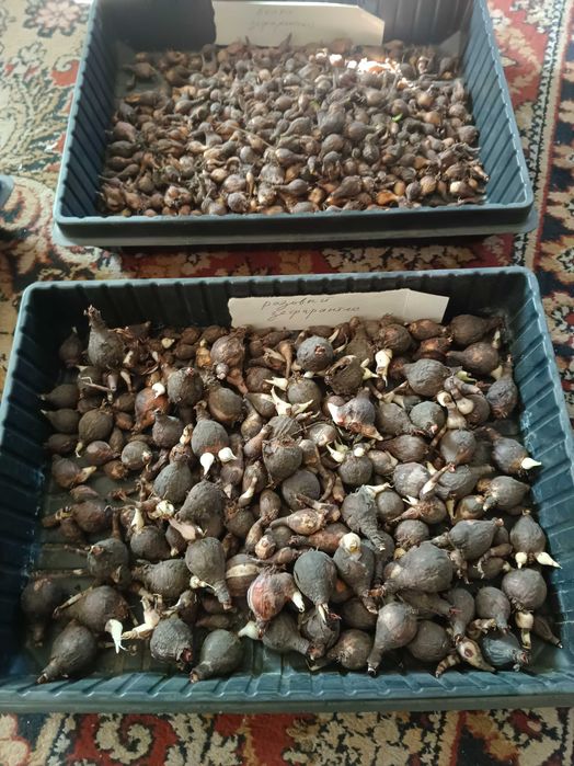 Многолетние растения продам
