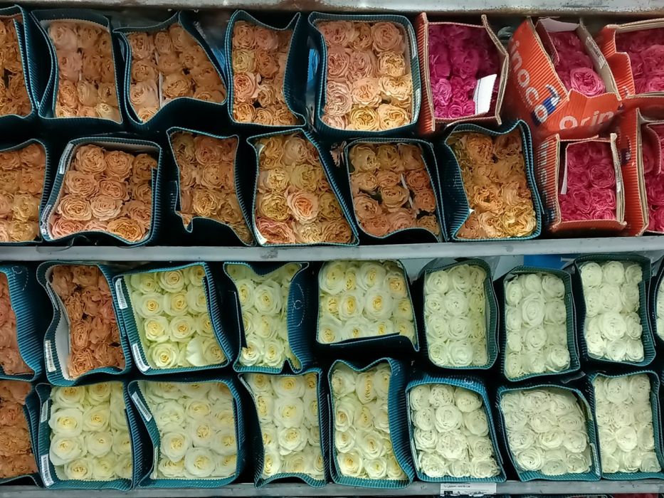 Оптом и в розницу розы