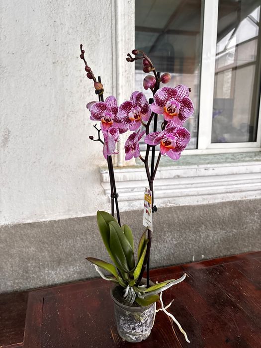 Фаленопсис орхидеи