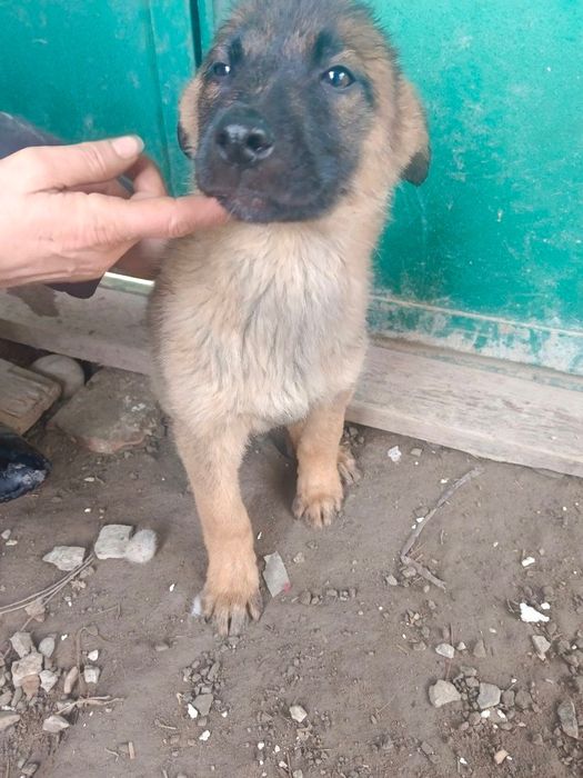 Щенки в добрые руки