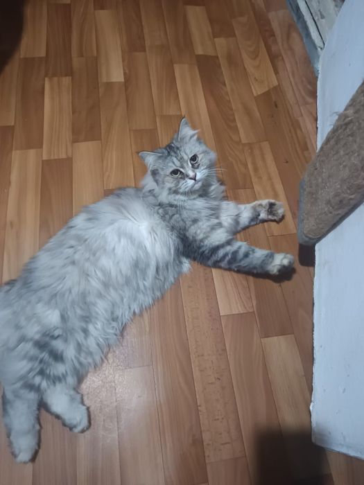 Отдам кошку в хорошие руки