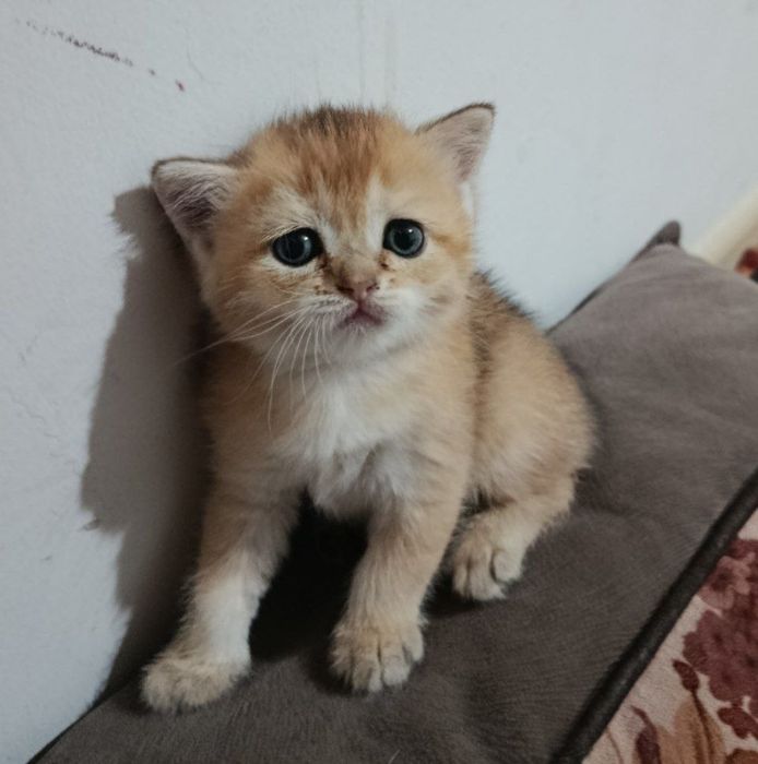 Кошка мушук шиншила киз