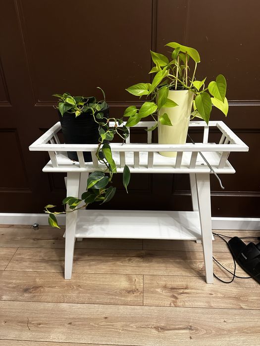 Эпипремнум неон в горшке