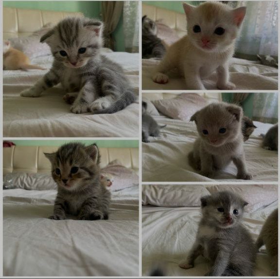 Породистые котята