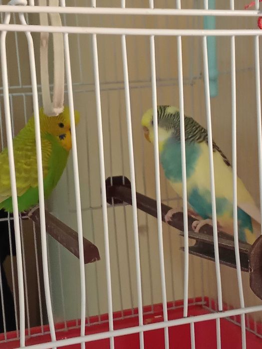 Vând papagali perusi