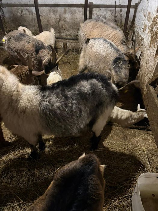 Сауынды ешкілер сатылады 40000 теңге