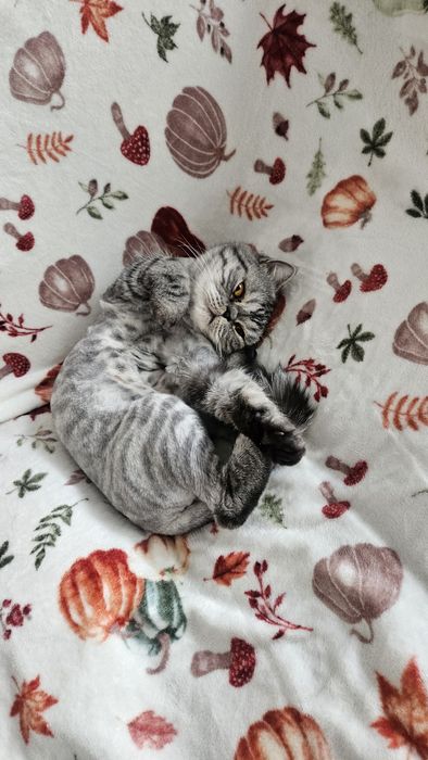 Motan Exotic shorthair mascul