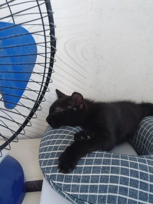 Котенок, отдам в добрые руки