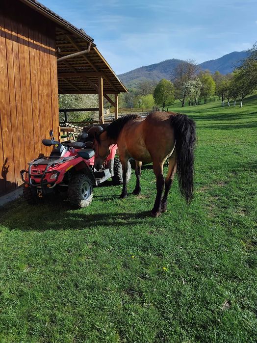 Iapa gestanta de vanzare