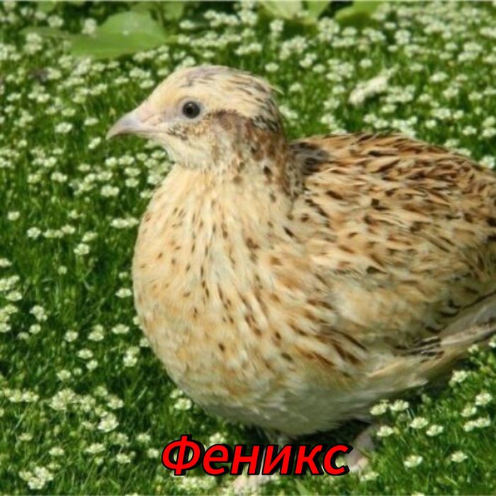 Яицо перепелиное инкубационное