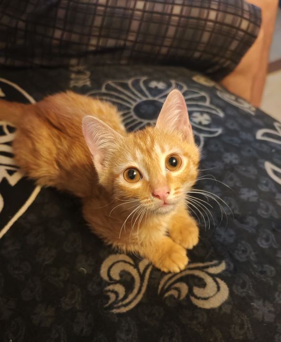 Ищем котёнку ДОМ