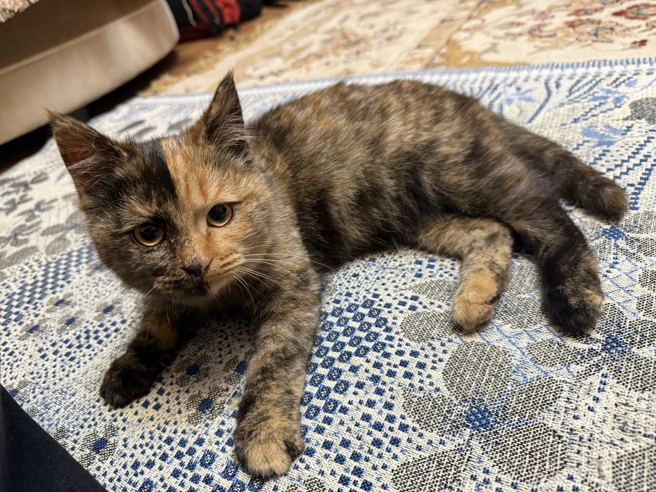 Ищем кошечкам добрые руки