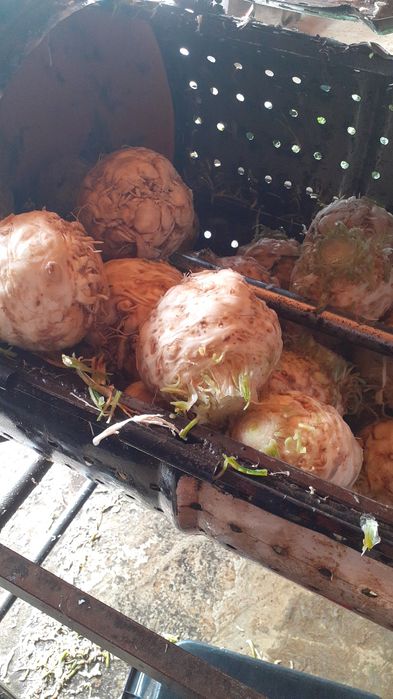 Vand telina de radacina