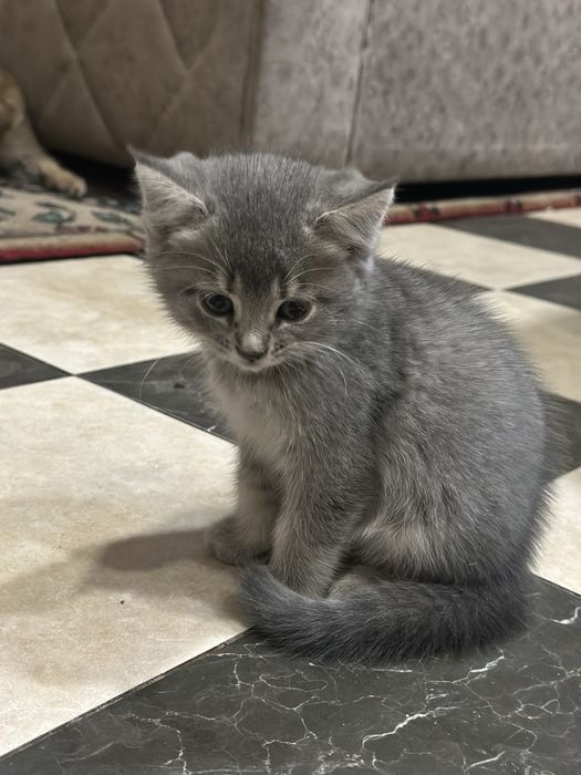 Котята скоттиш страйт