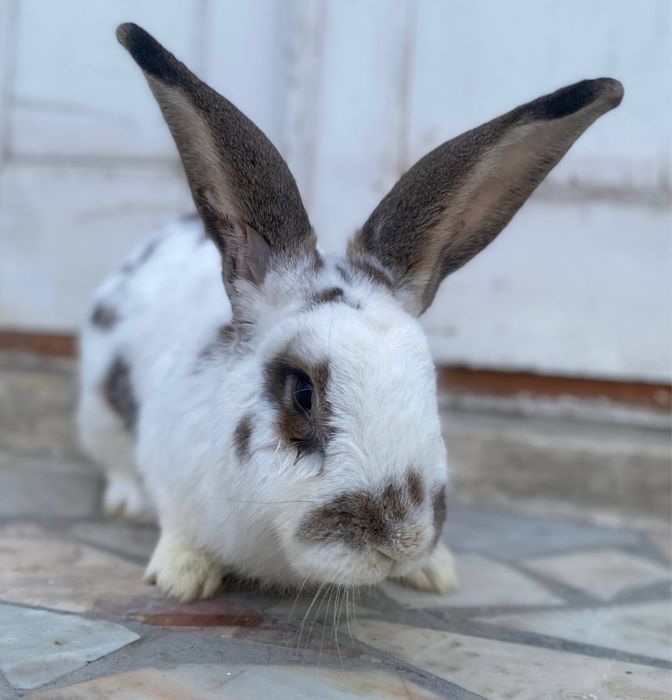 Velekan paroda quyon sotladi